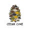 Cedar cone, sketch for your design