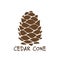 Cedar cone, sketch for your design