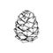 Cedar cone, sketch for your design