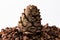 Cedar cones, nuts pinus sibirica