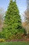 Cedar conifer tree against a blue autumnal sky