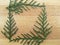 Cedar cypress leaf square on wooden background