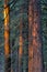 Cedar and Douglas Fir Pine Trees In The Forest in the Sierra Nevada Mountains in California