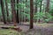Cedar forest