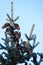 Cedar fruits