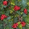 Cedar Leaf Greenery and Winter Holly Background