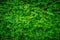 Cedar Leaves Hedge Wall Background