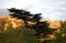 Cedar of Lebanon (Cedrus libani) and mountains in sunset.