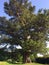 Cedar of Lebanon tree