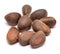 Cedar nuts