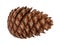 Cedar pine cone isolated