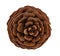 Cedar pine cone isolated