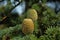 Cedar pine cones