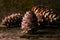 Cedar pine cones on old wooden mossed background