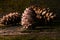 Cedar pine cones on old wooden mossed background