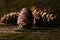 Cedar pine cones on old wooden mossed background