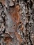 Cedar Pine, Texture of Bark 3