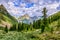 Cedar Siberian pines in mountain taiga