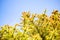 Cedar, spruce, pine branches against the sky on a sunny day