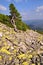 Cedar on a stone hillside