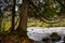 A Cedar Tree with Curving Branches Leaning Over a Rushing River