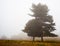 Cedar tree in the mist