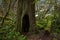 Cedar Tree Trunk with Fictious Hobbit Hole Entry in Rain-forest