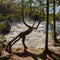 A cedar tree trunk by a waterfall that looks like a mythical creature with a tail