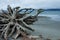 Cedar tree wood roots in Picnic Point area