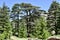 Cedar Trees Flanked by Pine Trees, Cedars of God, Lebanon