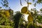 Cedar trees and lemons in a garden