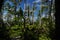 Cedar Trees With Moss At Lighthouse Loop Wild Pacific Trail Vancouver Island Canada