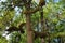 Cedar Trees With Moss On Their Limbs