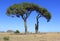 Cedar trees on sunny meadow under blue sky