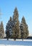 Cedar trees in winter