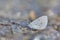 Cedar Valley Glass butterfly in water