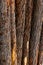Cedar vertical trunk bark natural eco dark brown background