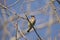 Cedar Wax Wing Bird in the Spring