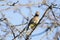 Cedar Wax Wing Bird in the Spring