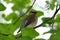 Cedar wax wing perched in tree.