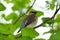 A Cedar wax wing perched in a tree.