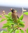 Cedar waxing bird eating fruit on the tree