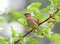 Cedar waxing bird eating mulberry fruit on the tree