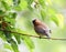 Cedar waxing bird eating mulberry fruit on the tree