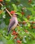 Cedar waxing bird eating mulberry fruit on the tree