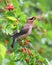 Cedar waxing bird eating mulberry fruit on the tree