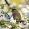 Cedar Waxing Bombycillidae