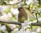 Cedar Waxing Bombycillidae