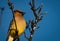 Cedar Waxwing