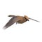 Cedar Waxwing. 3D rendering with clipping path